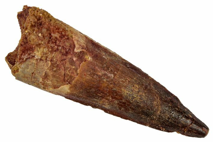 Fossil Spinosaurus Tooth - Real Dinosaur Tooth #346814